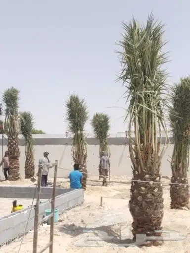 زراعه نخيل 6