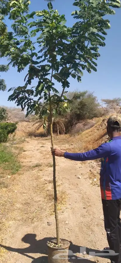 اشجار شتلات اكاسايا بنسيانا خبيز 7