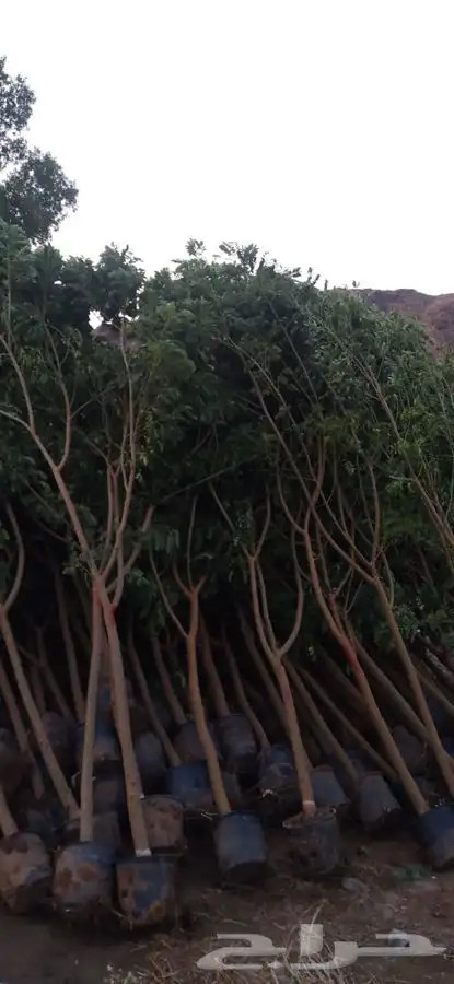 اشجار شتلات اكاسايا بنسيانا خبيز 8