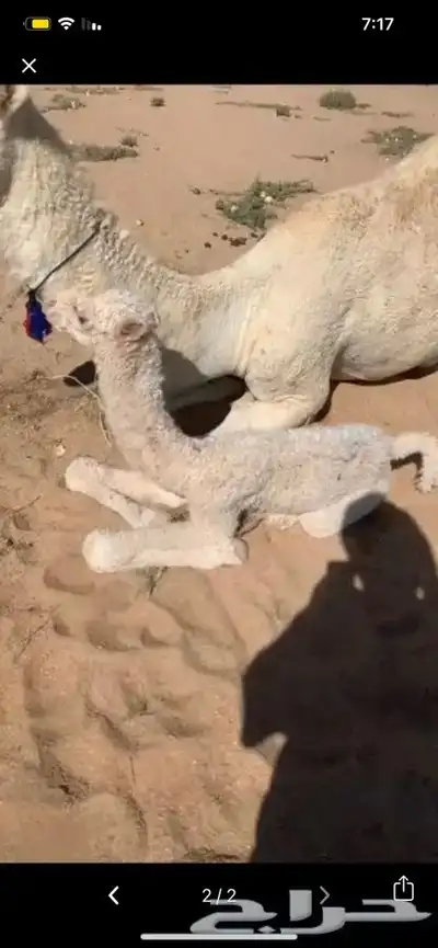 معالج شعبي ابل 0