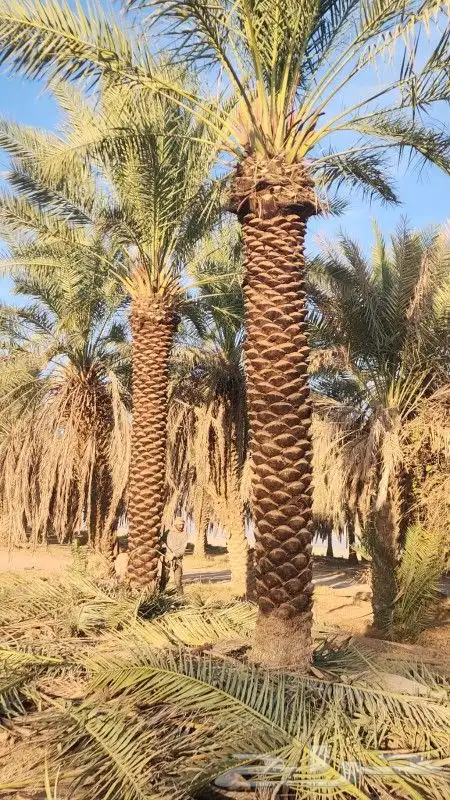 نخل عربي خلاص برحي صقعي هلالي هشيش منيفي 3