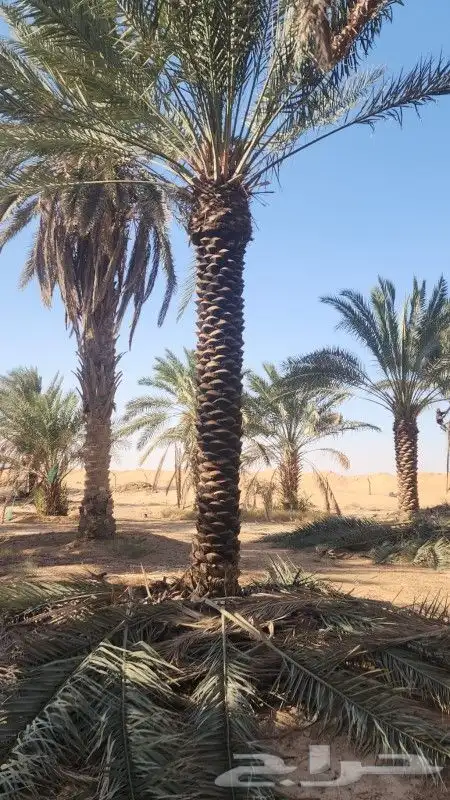 نخل عربي خلاص برحي صقعي هلالي هشيش منيفي 6