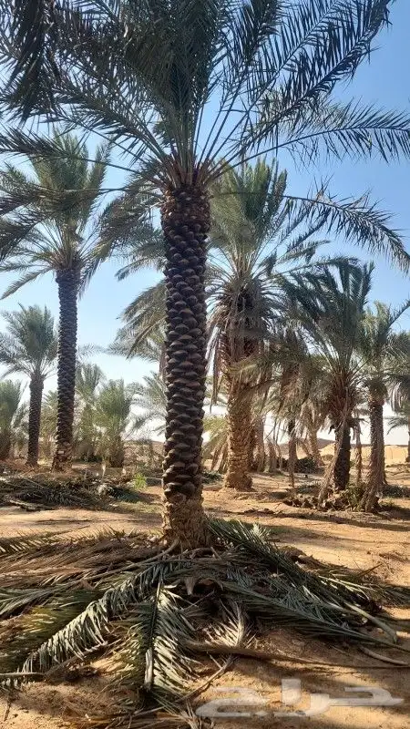 نخل عربي خلاص برحي صقعي هلالي هشيش منيفي 8