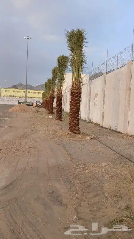 نخل للبيع مكه بجميع المقاسات هذ من اعمالنا في مكه الخضراء 1
