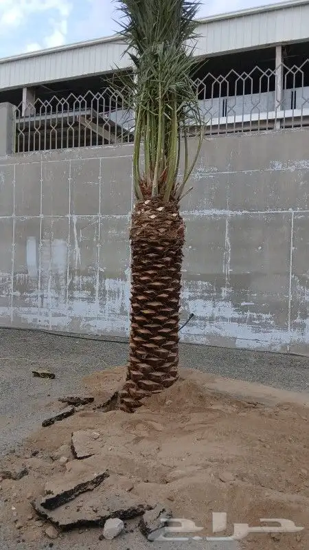 نخل للبيع مكه بجميع المقاسات هذ من اعمالنا في مكه الخضراء 3