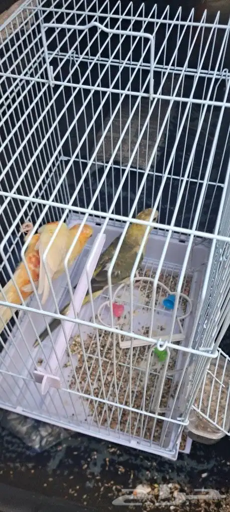 موصل طيور حيونات أمانات 2