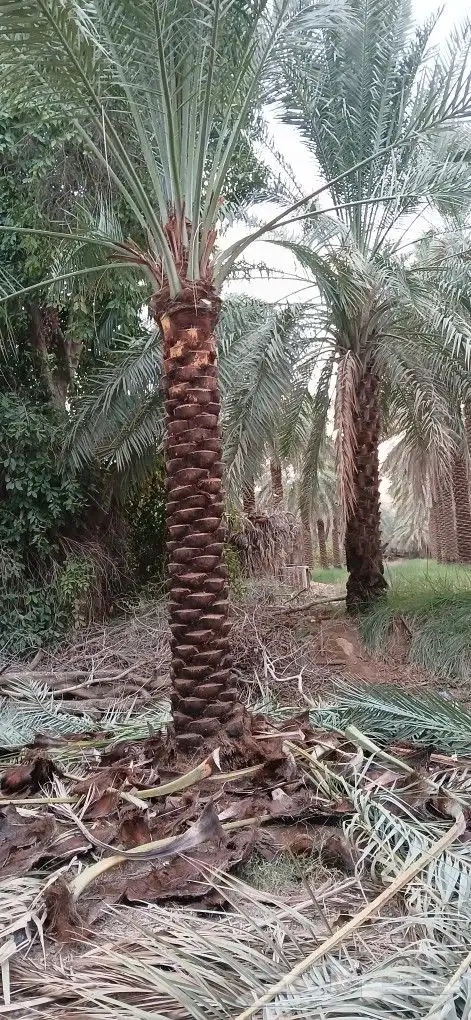 نخل للبيع جميع المقاسات تكريب جديد. 3