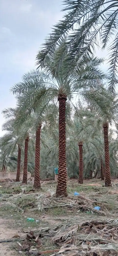 نخل للبيع جميع المقاسات تكريب جديد. 1