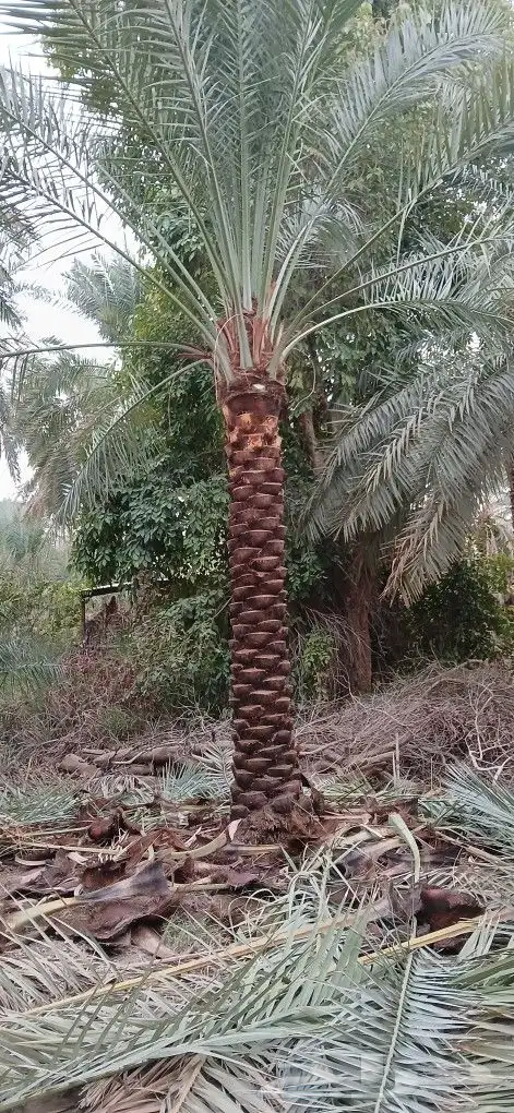 نخل للبيع جميع المقاسات تكريب جديد. 2