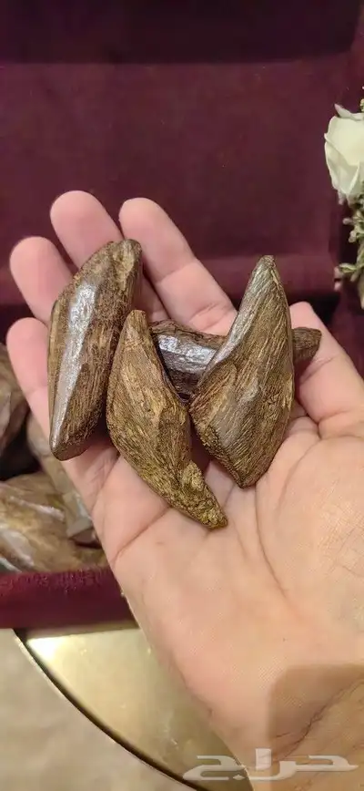مروكي كنق 1