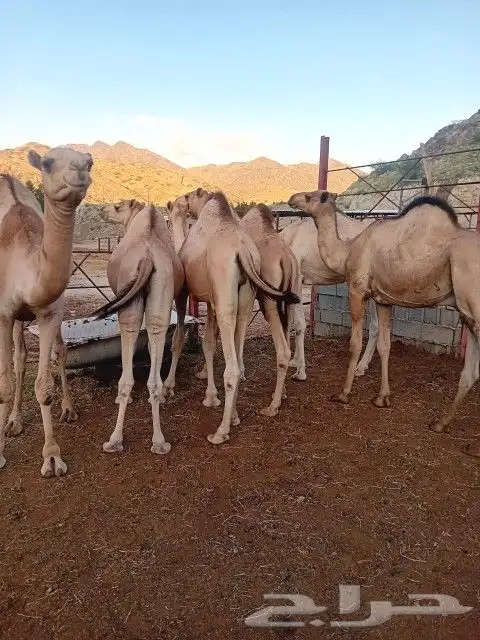 قعدان مرابي 7شهور فل شحم 1