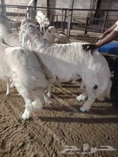 غنم حريه مرابي الطائف 3
