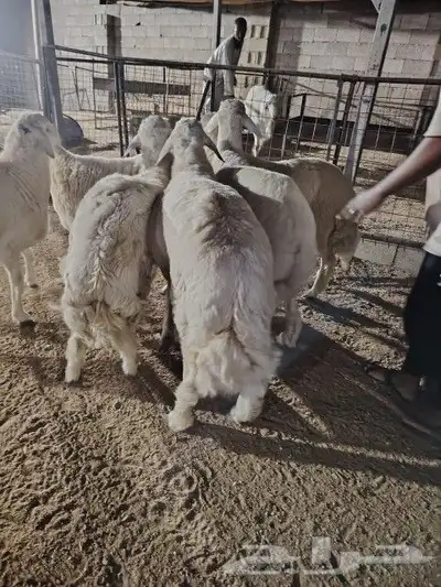 غنم حريه مرابي الطائف 0