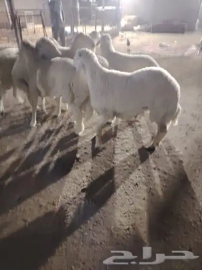 غنم حريه مرابي الطائف 2