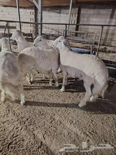 غنم حريه مرابي الطائف 4