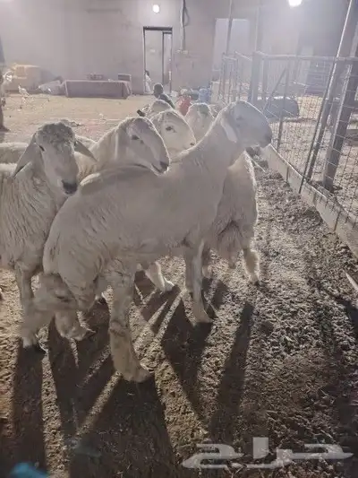 غنم حريه مرابي الطائف 1