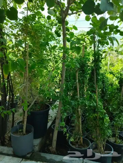 زراعه نخيل 3