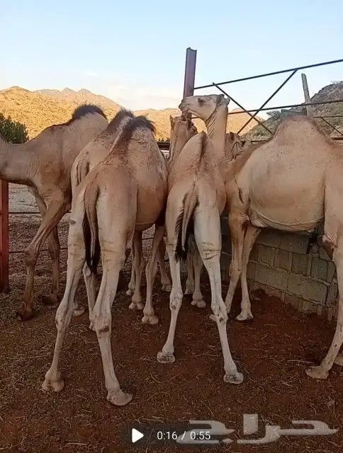 قعدان مرابي 7شهور فل شحم 0