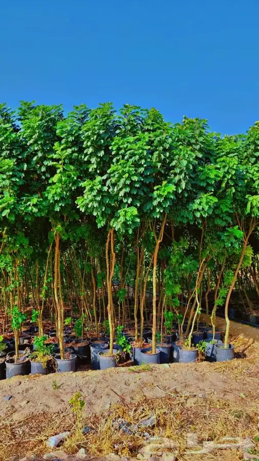 اشجار شتلات اكاسايا بنسيانا خبيز 5