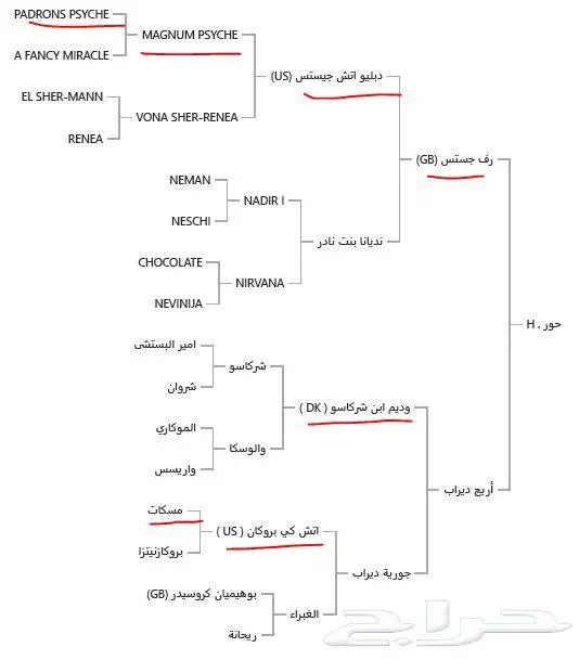 فرس عربية أصيلة 1
