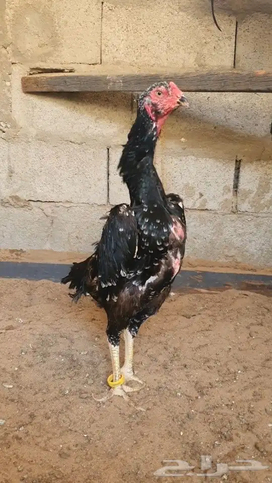 فروخ شامو الماني هزاز 3