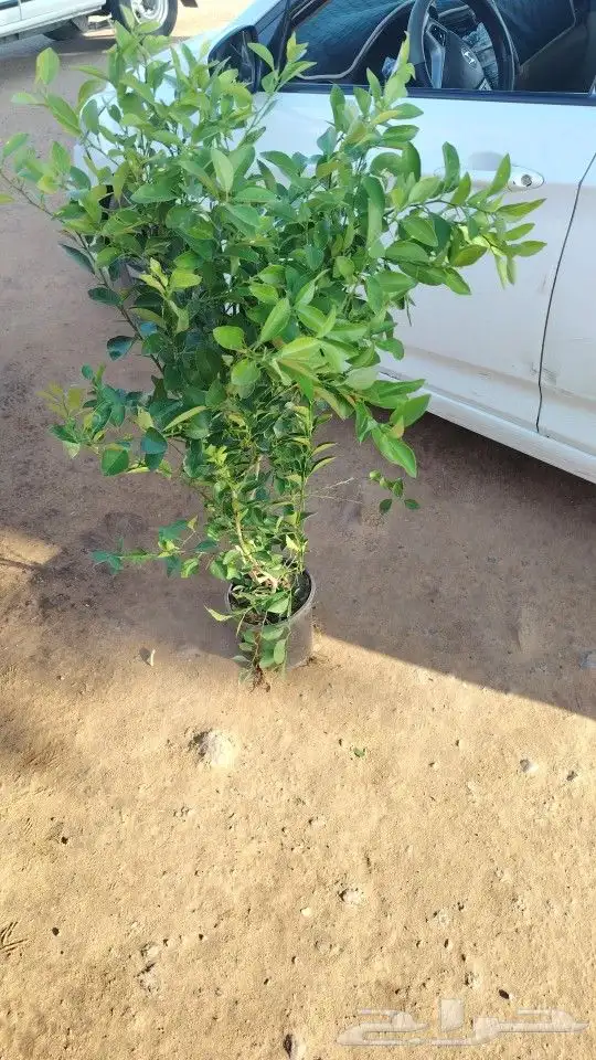 أشجار الزيتون برتقال ليمون 0