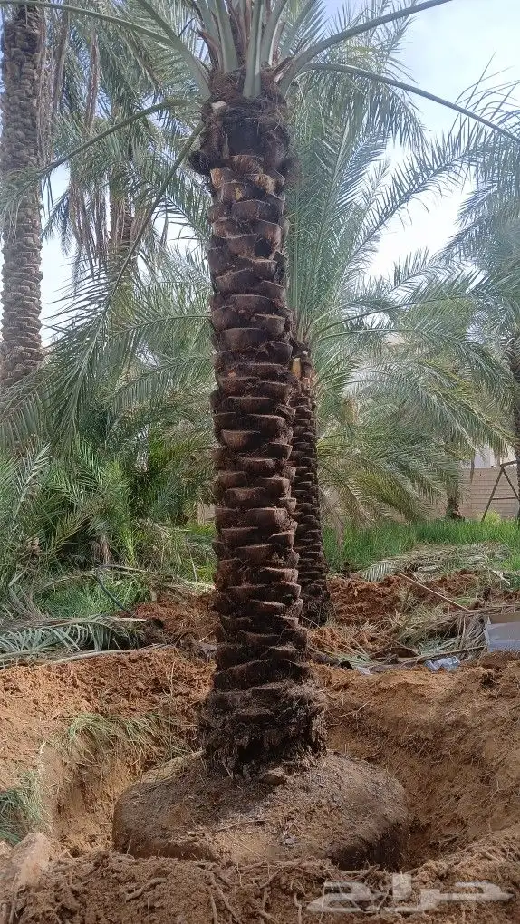 نخل للبيع جميع المقاسات تكريب جديد. 6