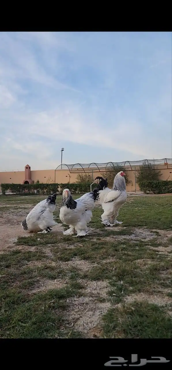 طقم براهما كولومبي سلالة كونك ( تم البيع ) 3