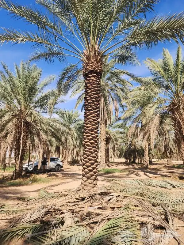 نخل عربي خلاص برحي صقعي هلالي هشيش منيفي 9