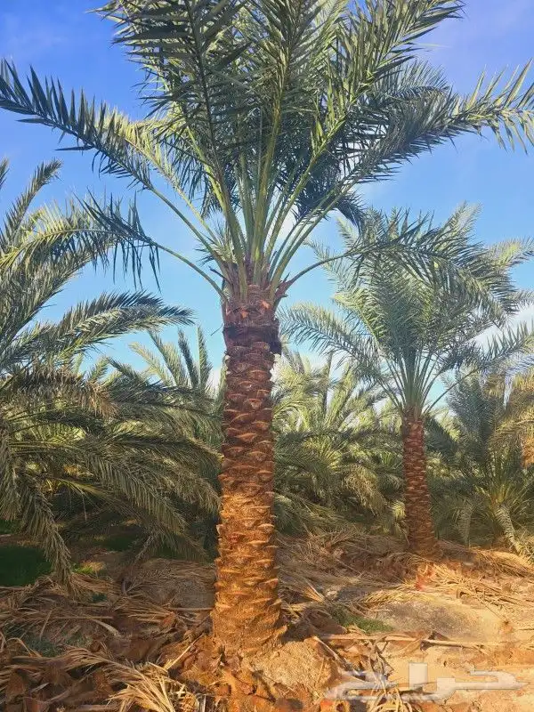 نخل للبيع جميع المقاسات تكريب جديد. 7