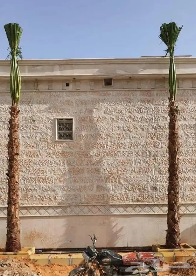 نخل واشنطني زينه 3