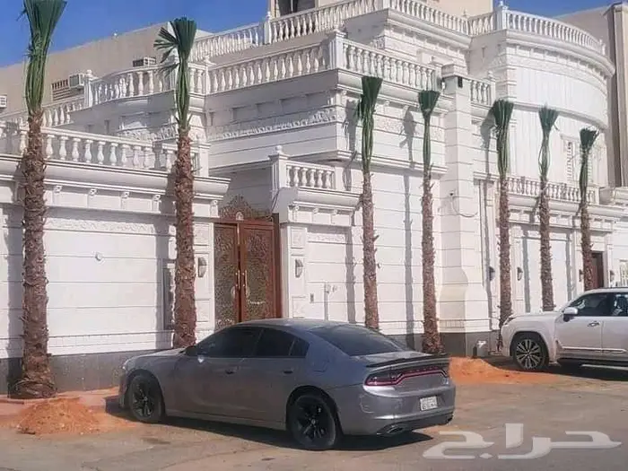 نخل واشنطني زينه 4