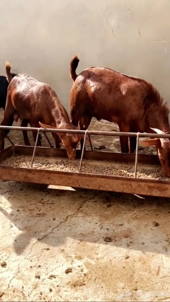 تيوس دهم جذعان ( تم البيع ). 3