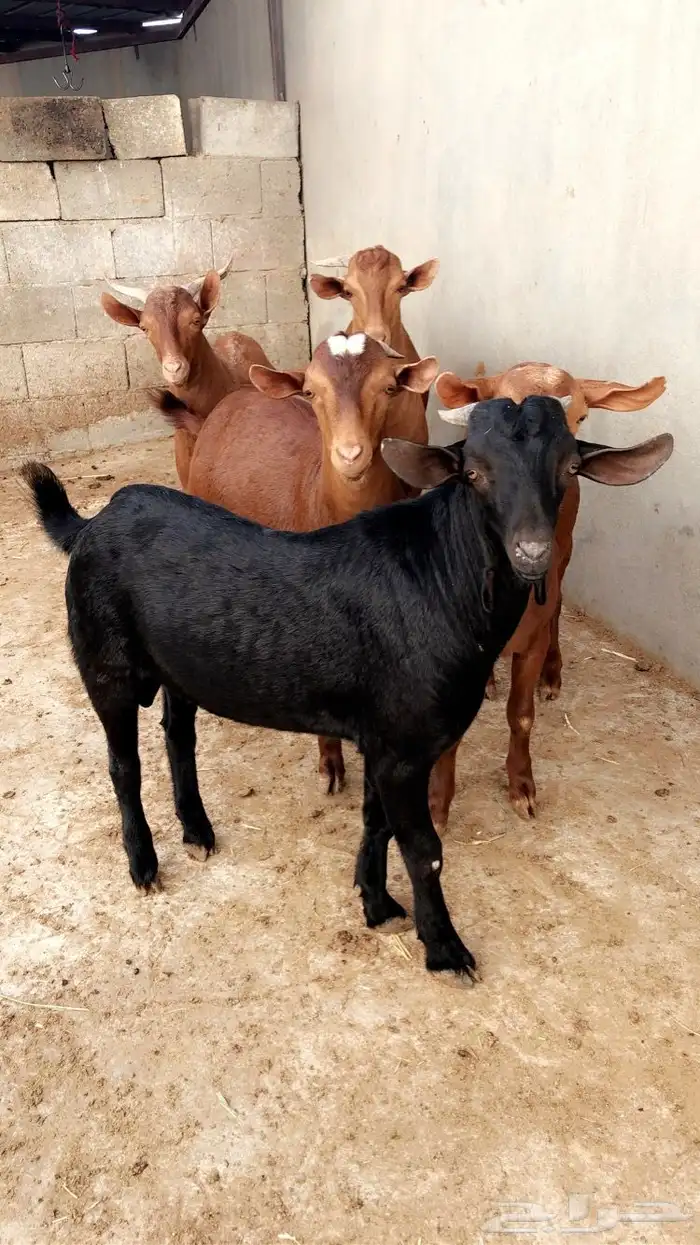 تيوس دهم جذعان ( تم البيع ). 0