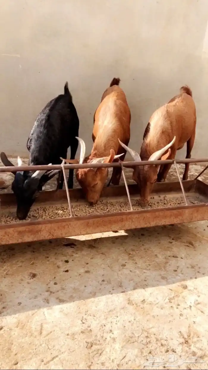 تيوس دهم جذعان ( تم البيع ). 2