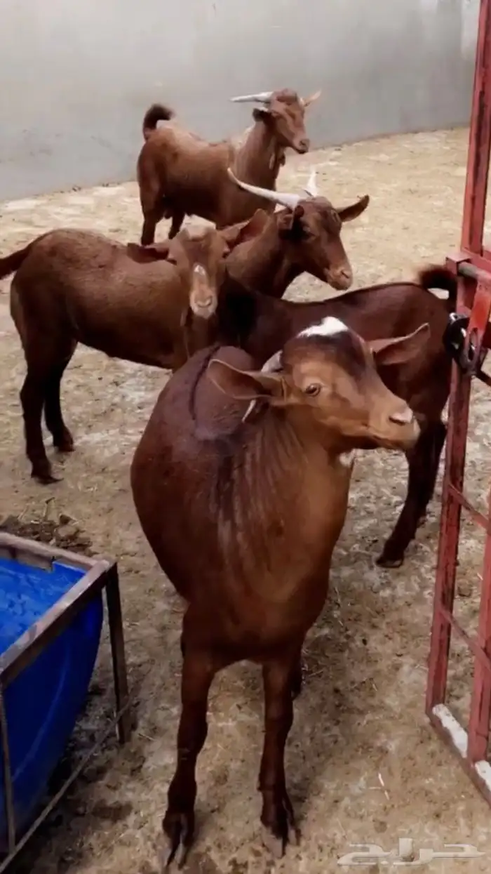 تيوس دهم جذعان ( تم البيع ). 1