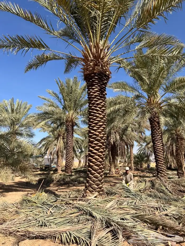 نخل عربي خلاص برحي صقعي هلالي هشيش منيفي 4