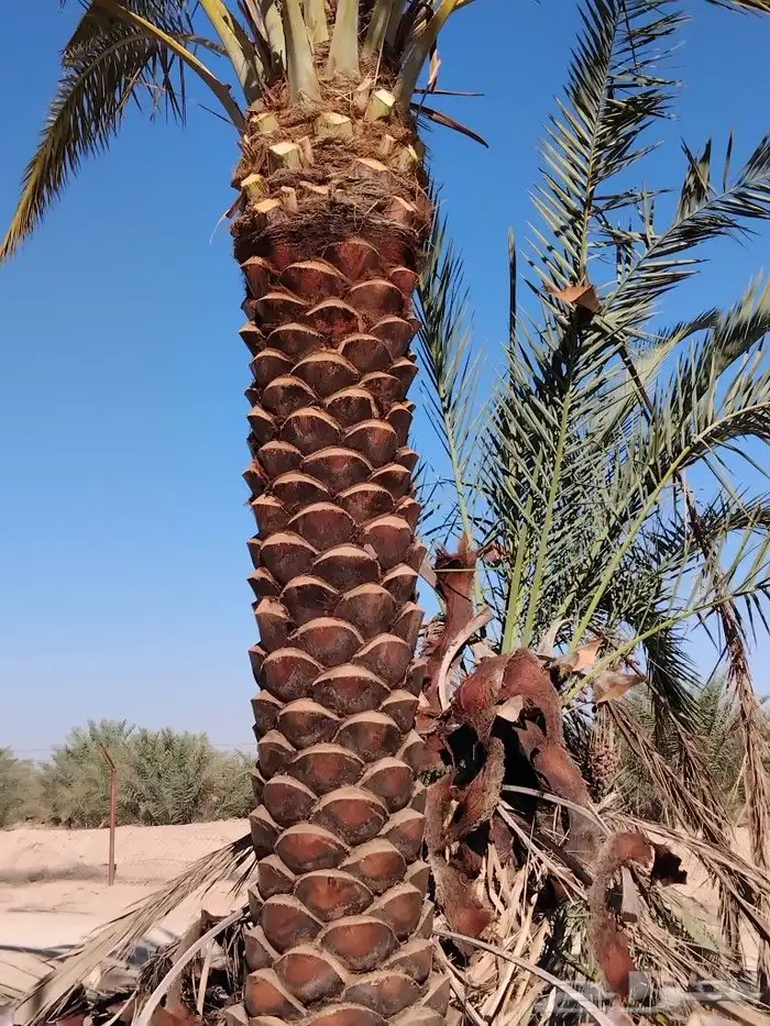 نخل عربي خلاص برحي صقعي هلالي هشيش منيفي 1