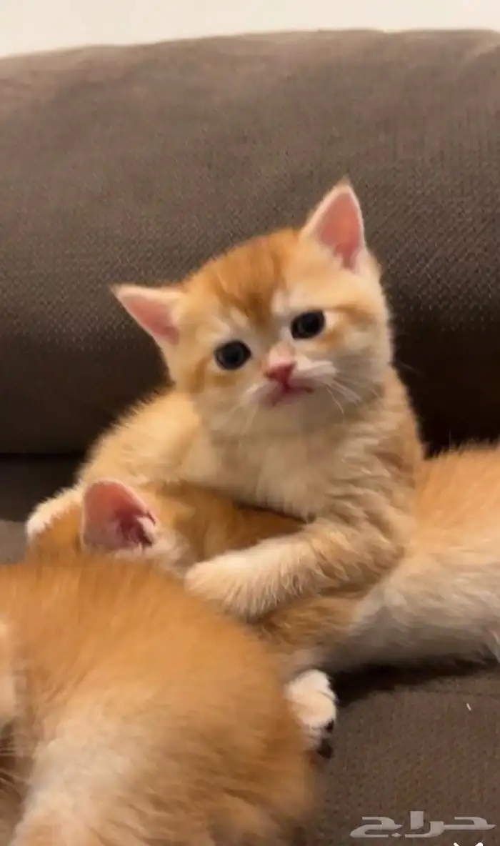 Gold Scottish Fold and British Shorthair 1