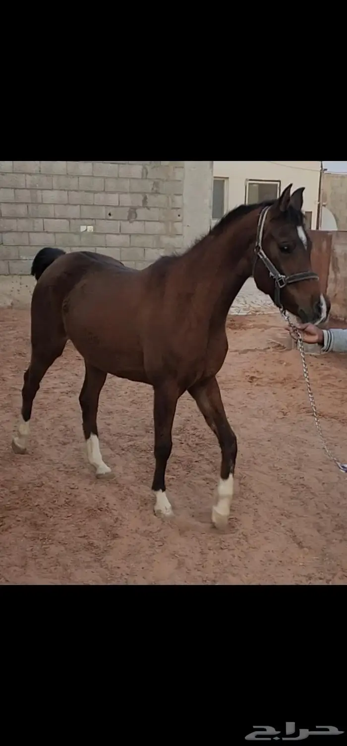 فرس عربية أصيلة 0