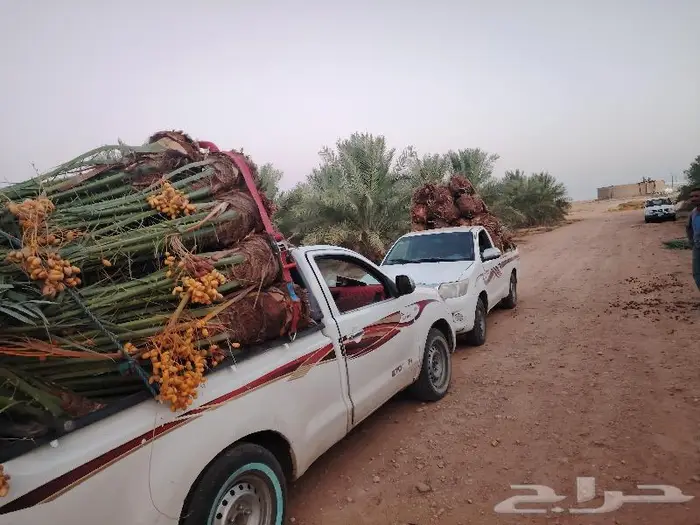 نخيل البيع الطايف الباحه العقيق تهامه المخواه القنفذة 1