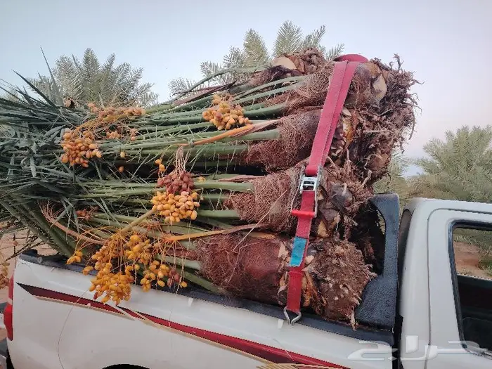 نخيل البيع الطايف الباحه العقيق تهامه المخواه القنفذة 3