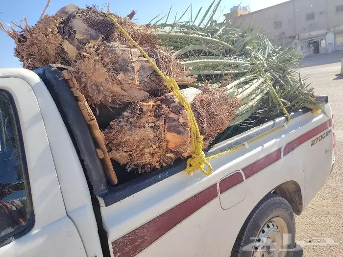 نخيل البيع الطايف الباحه العقيق تهامه المخواه القنفذة 5