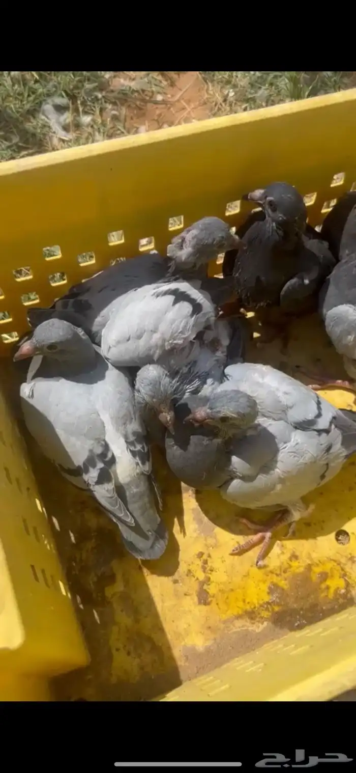 فراخة حمام 0