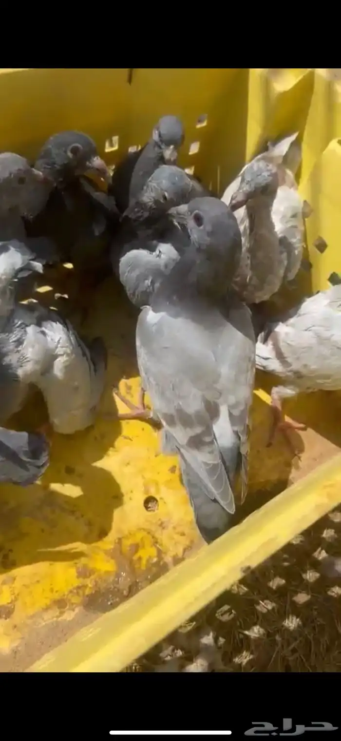 فراخة حمام 1