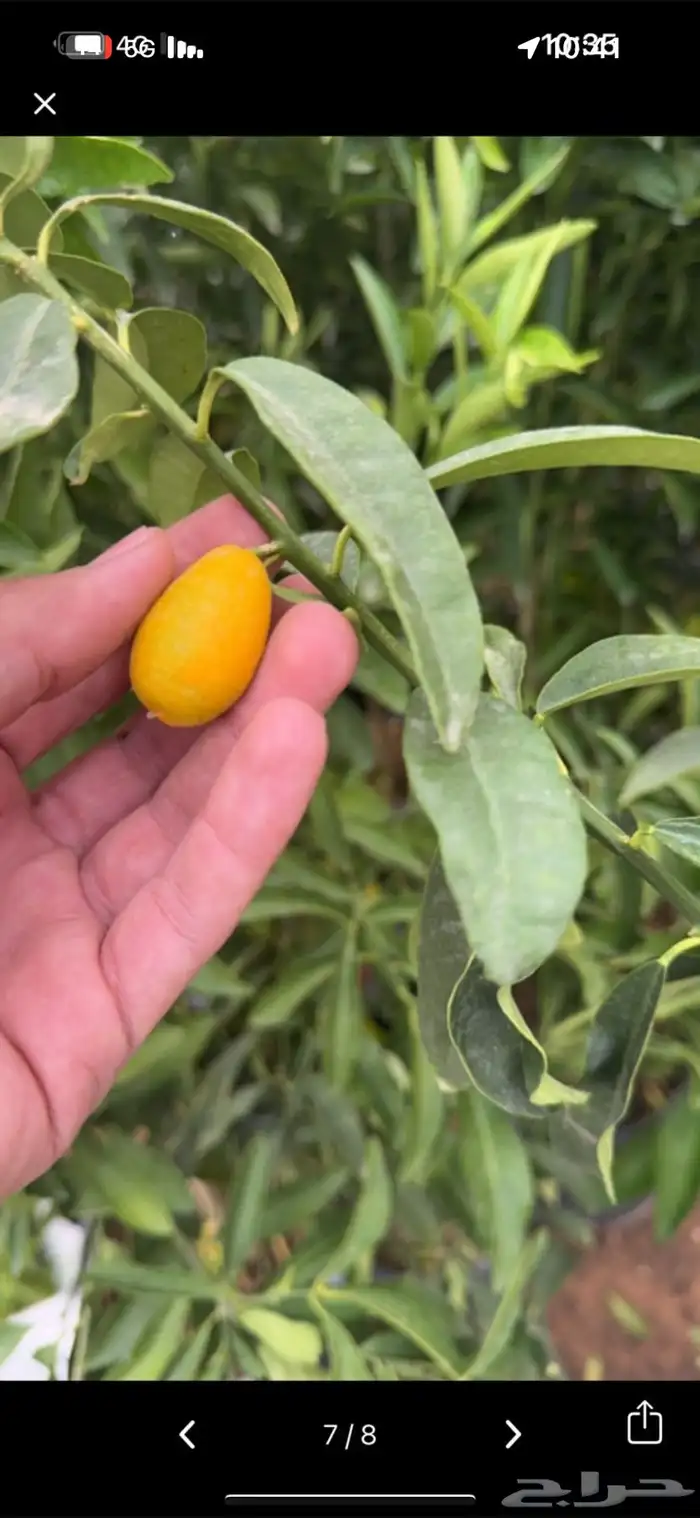 كمكوات برتقال ملكي ياباني توصيل مجاني 1