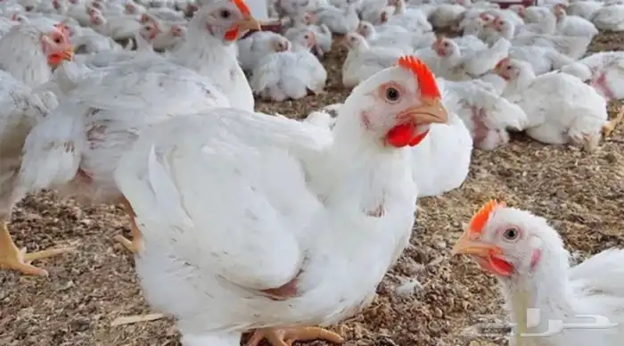 دجاج طازج بأسعار تنافسية و جوده عالية ( البيع جمله فقط ) 4