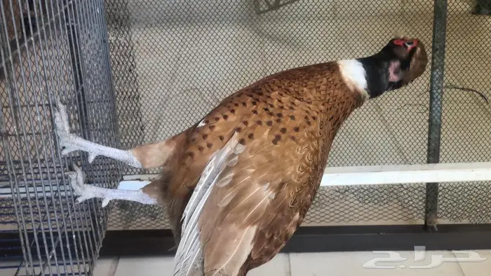 طيور فزن أمريكي - طير الفزن 5