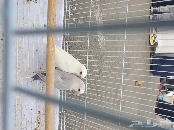 ذكر روز تم البيع 1