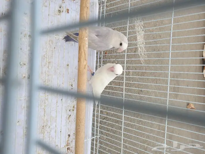 ذكر روز تم البيع 2